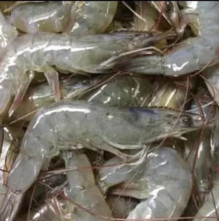 Fresh Shrimp 30/40