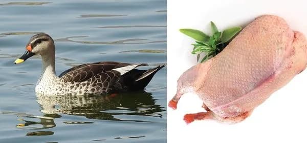 Whole Halal Duck 5-6lb