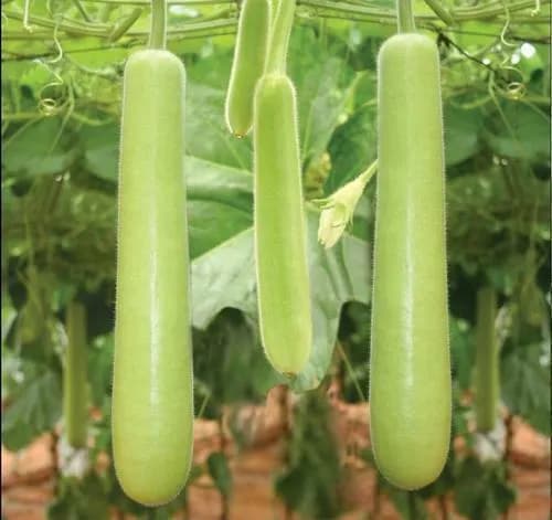 Indian Squash (Long)