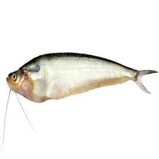 FISH PABDA 500gm