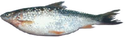 LASSO FISH/NOLA 500gm