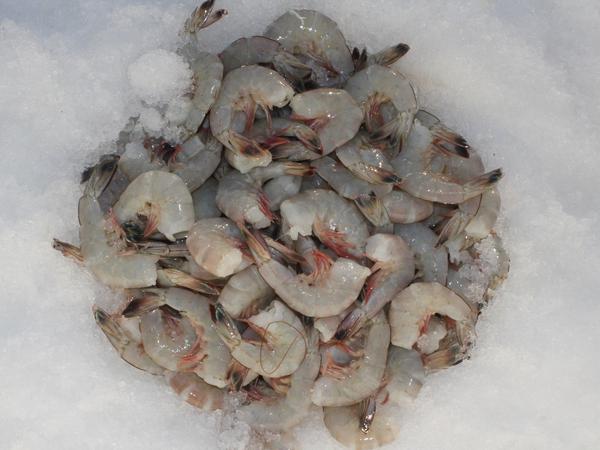 Crown Farms Whiteleg Shrimp (Horina)
