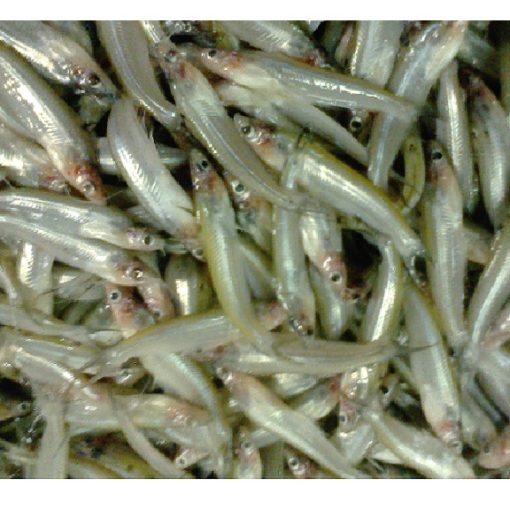 Whitebait Fish (Keski-Block) 250gm