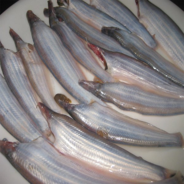 Kajoli fish 500GM